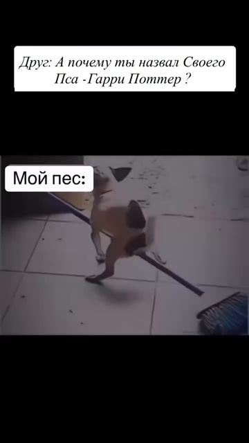 Назвал собаку Гарри-Поттер