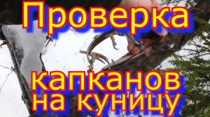 Проверка капканов на куницу