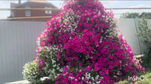 🌸🌺🌸Обзор петуниевого дерева  5 августа🌸🌺🌸