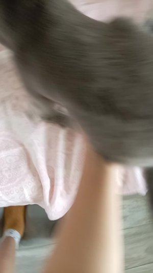 Лежу за кошками
