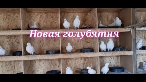 Новая голубятня и голуби Игоря