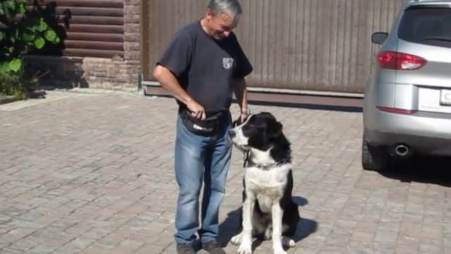 Азиатская овчарка (Алабай). ОКД. Уличный этап. смотреть онлайн