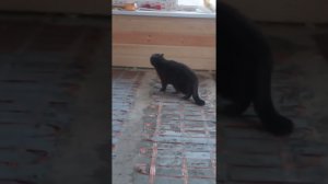 Кузя в новом доме. Из архива.