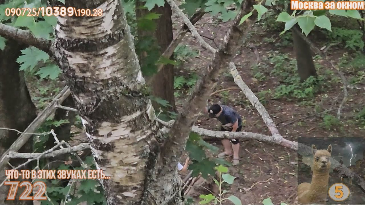 АБВаня🦙090725-1🧡Москва, из окна🧡Дети-дети... палочки, звуки биения по стволам деревьев-2 смотреть онлайн