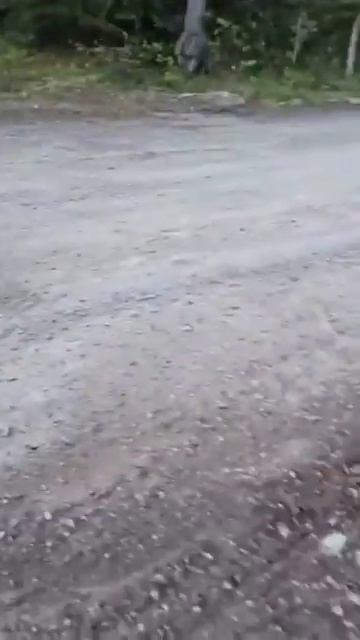 Жительница Канады и ее собака чудом избежали нападения гризли смотреть онлайн