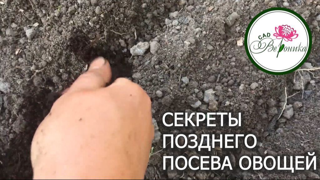 СЕКРЕТЫ ПОЗДНЕЙ ПОСАДКИ ОВОЩЕЙ смотреть онлайн