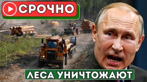 Шок! Россия Массово Рубит Леса Для Европы, Чтобы Заработать — Люди Выходят На Протесты!