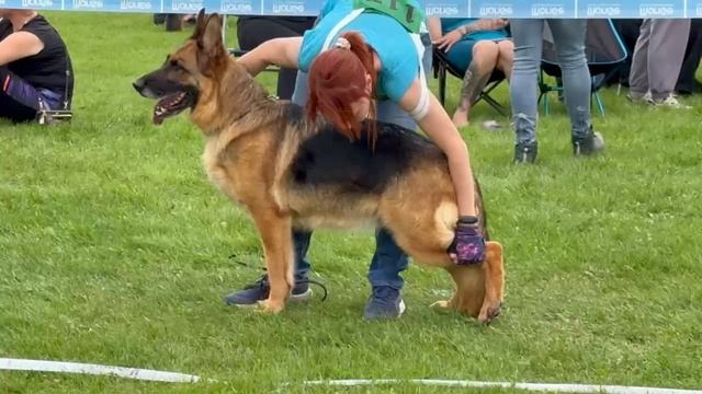 ВЕТЕРАНЫ СУКИ / КЧК+ ЗАРЕЧНЫЙ 27 июня`26 L.Nobili Моно немецких овчарок