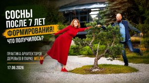 Сосны после 7 лет формирования! Что получилось?  Практика Архитекторов деревьев в парке WELNA