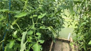 Наша дачная жизнь! Косим, поливаем и показываем новую подпорку для клубники