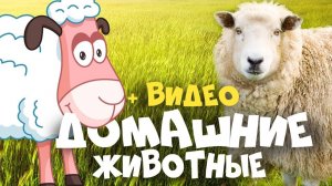 ДОМАШНИЕ ЖИВОТНЫЕ + ВИДЕО + ЗВУКИ ЖИВОТНЫХ | Развивающие мультики для детей