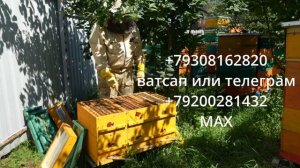 УЛЕЙ ДЛЯ КАЖДОГО. НАЧАЛО ВЗЯТКА