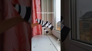 драконы из тик тока🌿(не мои)