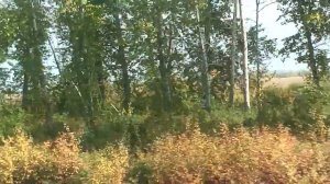 Шагающий экскаватор ЭШ-65100 из окна поезда. Тулунский район.