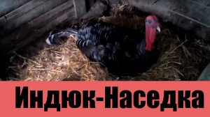 Индюк высиживает яйца. Видео 1: Как усаживали