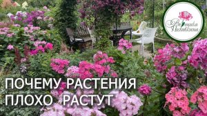 ПРИЧИНЫ ПЛОХОГО РОСТА РАСТЕНИЙ