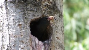 Обыкновенный скворец   Sturnus vulgaris