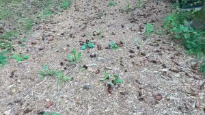 во что превратилась дорога из щепы за 4 года