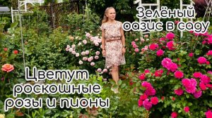 Зелёный оазис в саду. Цветут роскошные розы и пионы