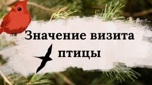Значение визита птицы . Птичка на окне: что предвещают народные приметы