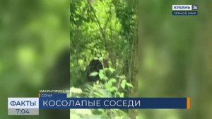 В Сочи медвежата пришли полакомиться ягодами в СНТ