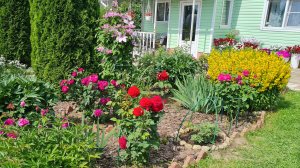 Розы выборочно🌹Петунии в цвету🌺Теплица.🍅Собрала клубнику.🍓Что на ужин.Ленобласть 29.06.26г.