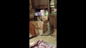 Кошки и коробки