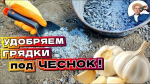 ЗОЛА ДЛЯ ЧЕСНОКА — как правильно подготовить грядку под озимый чеснок для рекордного урожая