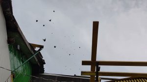 КУРСКИЕ ГОЛУБИ СЕМЕНИХИНА ОЛЕГА .ЛИПЕЦК.26 НОЯБРЯ 2025 Г.