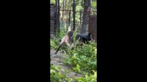 Новая пара: к канадской волчице в хабаровском зоосаде подселили соседа