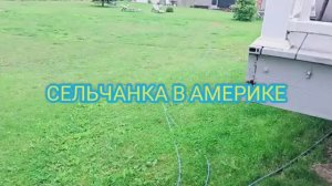 Сельчанка в Америке НАШЛА ПРИЧИНУ ПОЧЕМУ МАЛО ЯИЦ