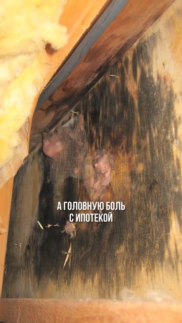 Никогда не куплю каркасник!