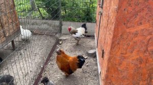 Один день в КУРЯТНИКЕ Сколько яиц снесли куры?!