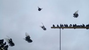 Курские турманы Олега Семенихина Липецк.