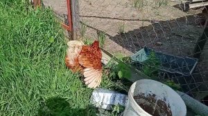 Новый цыплятник готов | Переселение из брудера | Выращивание цыплят