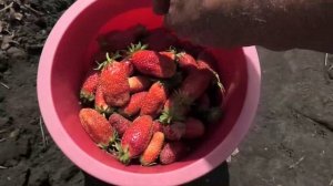 Клубника Солнечная Полянка