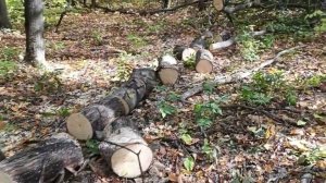 Осень в лесу готовим дрова.