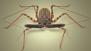 Их лучше не трогать! Самые мерзкие и отвратительные насекомые