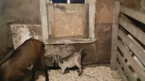 Заселили коз в сарай. Планирую продавать коз.
