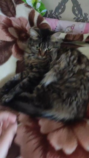 Буся кот