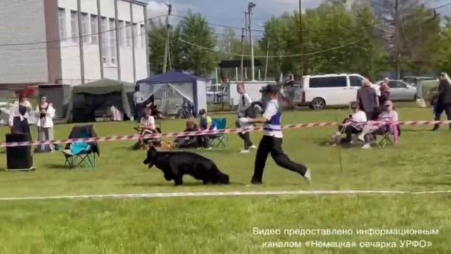 РАБОЧИЙ СУКИ ДШ / КЧК УФА 6 июня`26 З.Данильченко Моно немецких овчарок