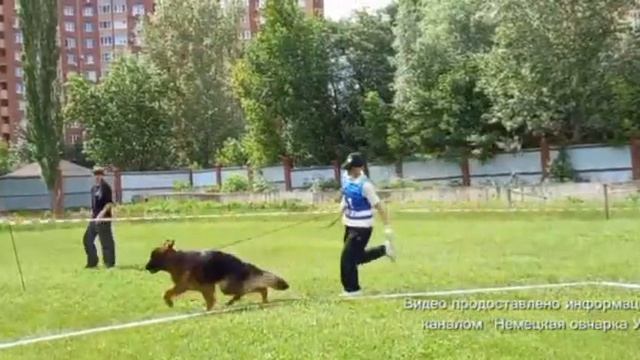 ЮНИОРЫ СУКИ ДШ / КЧК УФА 6 июня`26 З.Данильченко Моно немецких овчарок