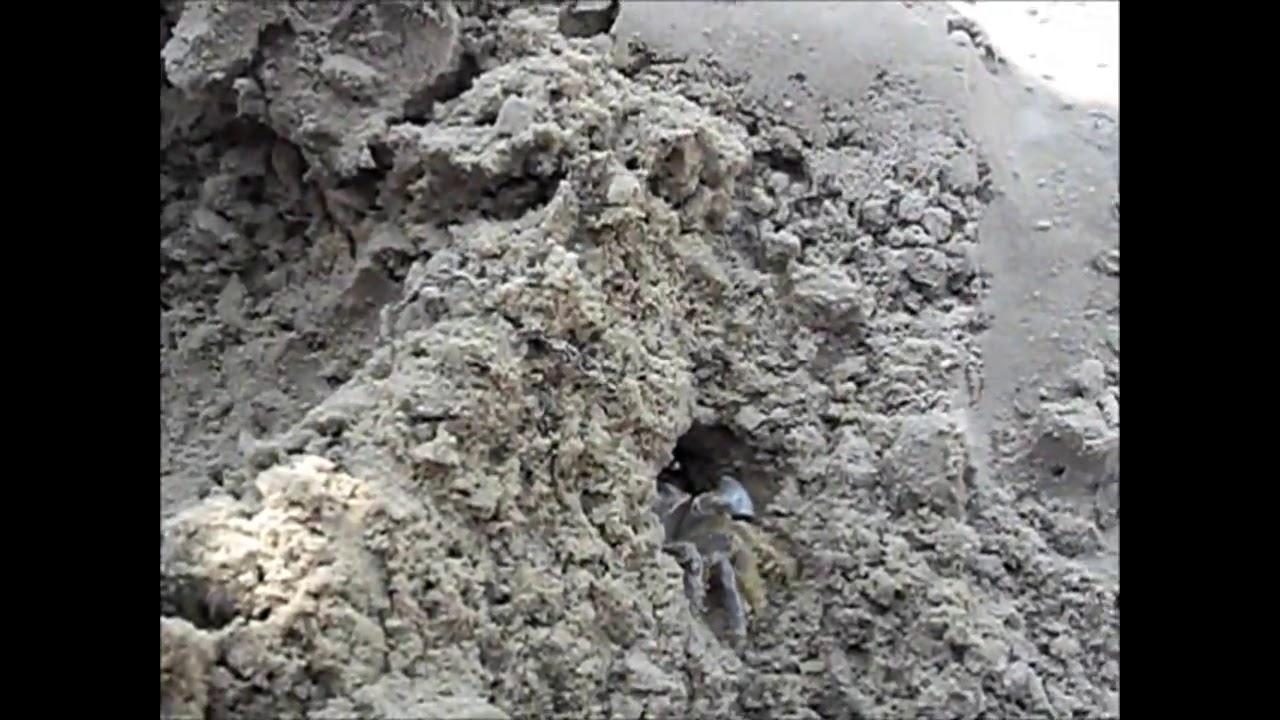 Crab building home in sand 🐚 Краб строит дом из песка смотреть онлайн