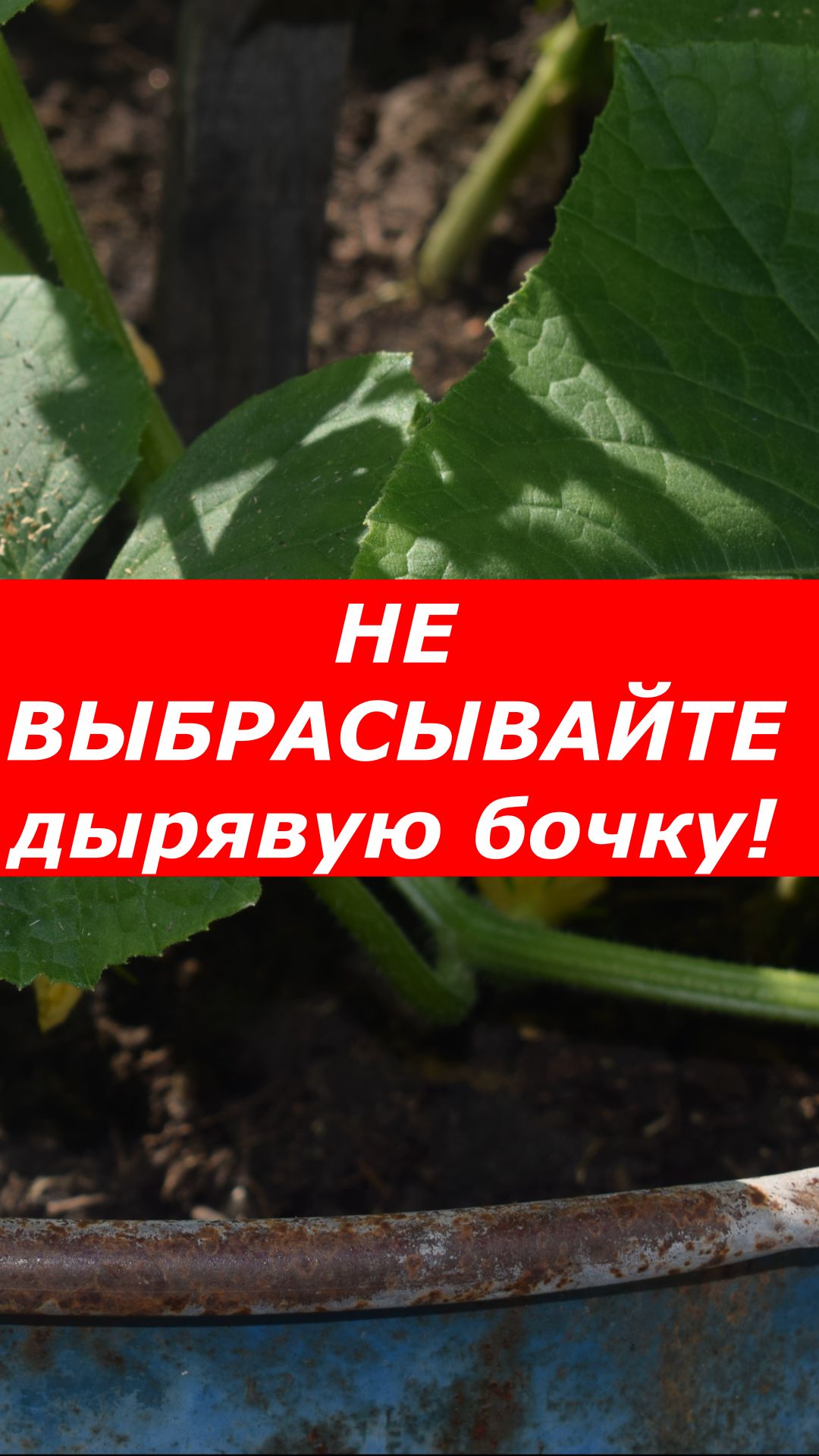 Гениальная грядка из старой бочки!