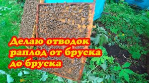 ФОРМАТИРУЮ СЕМЬЮ ВОСПИТАТЕЛЬНИЦУ И ОТ НЕЁ ДЕЛАЮ ОТВОДОК НА МАТОЧНИК,КОРМИМ НУКЛЕУСЫ