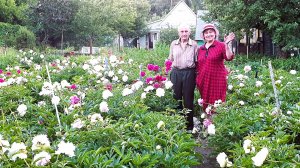 Это надо увидеть! Сад 87-летнего соседа, 1500 кустов пионов 500 сортов на 3 сотках. ЮтубАрхив