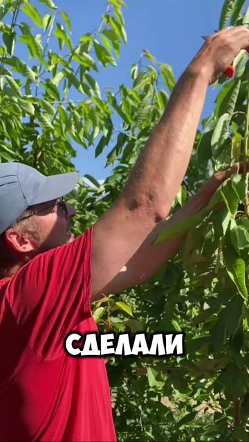 Летняя обрезка черешни - сделай, пока не поздно! 🌳