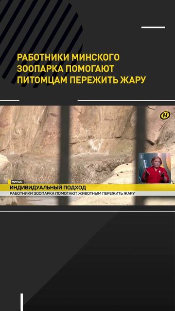 Прохладный душ, мороженое, спасительная тень. В Минском зоопарке помогают животным пережить жару