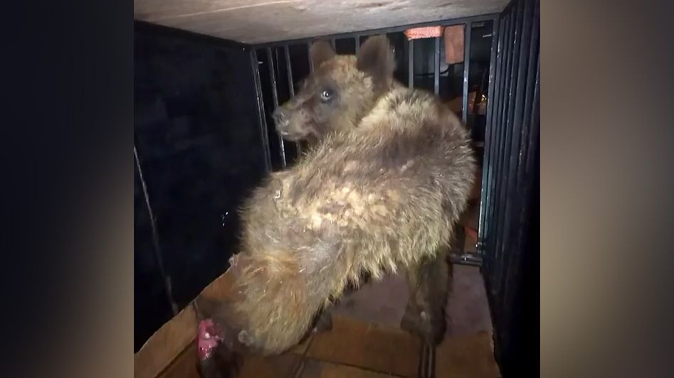 Раненого медвежонка из Сочи отправили на лечение в Москву смотреть онлайн