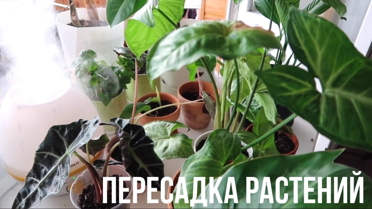 ПЕРЕСАДКА РАСТЕНИЙ | ПРО ГРУНТ смотреть онлайн